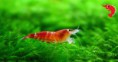 Crystal Red Shrimp  Caridina cantonensis sp. "Red" grade C